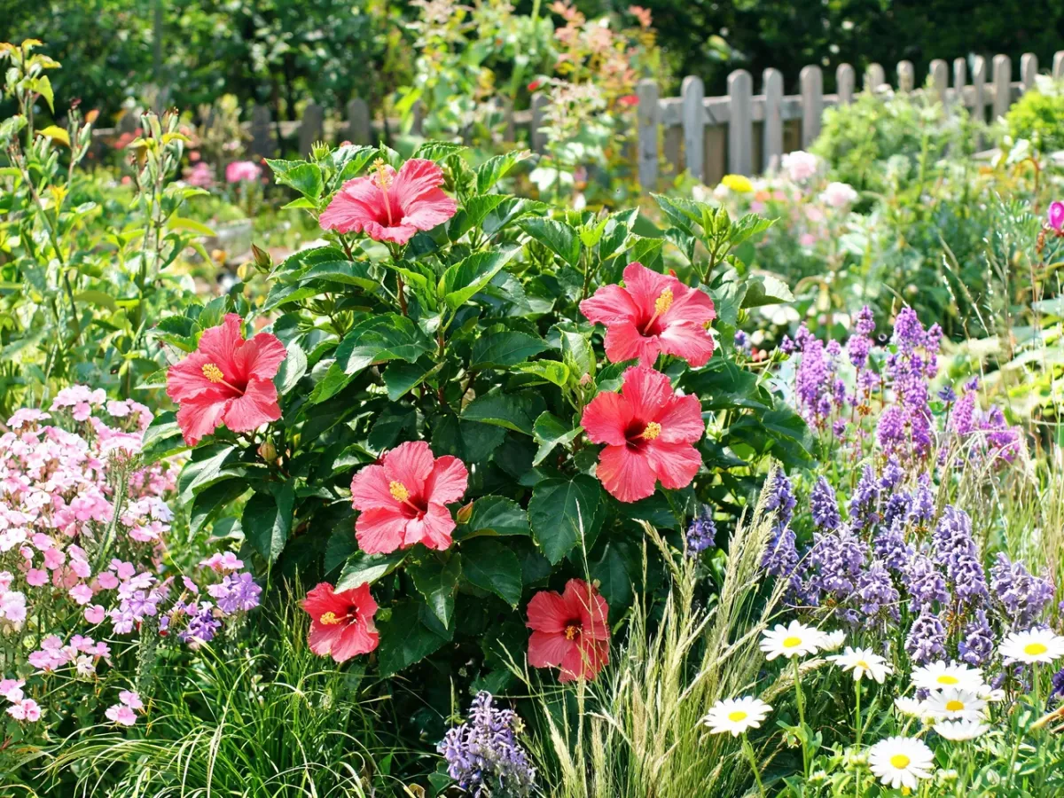 Kwitnący hibiskus otoczony różnokolorowymi bylinami i trawami ozdobnymi, tworzący harmonijną rabatę ogrodową.